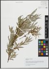 Foto von Salix alba var. britzensis Späth